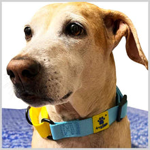 A+a Pets’ Martingale Dog Nylon Training Collar, for Large & Medium Dogs