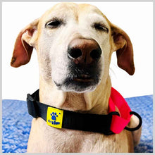 A+a Pets’ Martingale Dog Nylon Training Collar, for Large & Medium Dogs