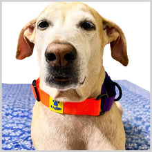 A+a Pets’ Martingale Dog Nylon Training Collar, for Large & Medium Dogs