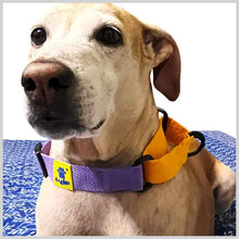 A+a Pets’ Martingale Dog Cotton Training Collar, for Large & Medium Dogs