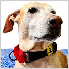 A+a Pets’ Martingale Dog Nylon Training Collar, for Large & Medium Dogs