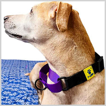 A+a Pets’ Martingale Dog Nylon Training Collar, for Large & Medium Dogs