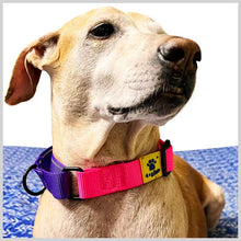 A+a Pets’ Martingale Dog Nylon Training Collar, for Large & Medium Dogs