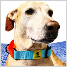 A+a Pets’ Martingale Dog Nylon Training Collar, for Large & Medium Dogs